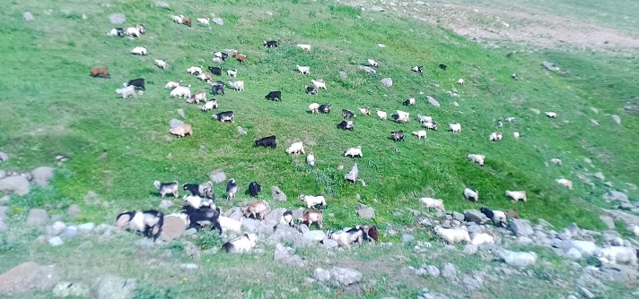 Ceyhun Kalender, “Çobanlar Zor Durumda”