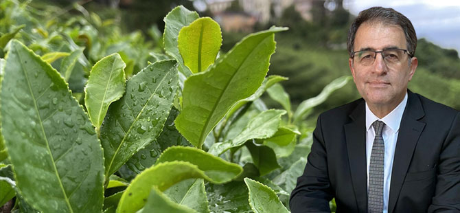 Başkan Saltuk Deniz'den Çay Üreticilerinin Yaşadığı Sıkıntılar Hakkında Sert Açıklama