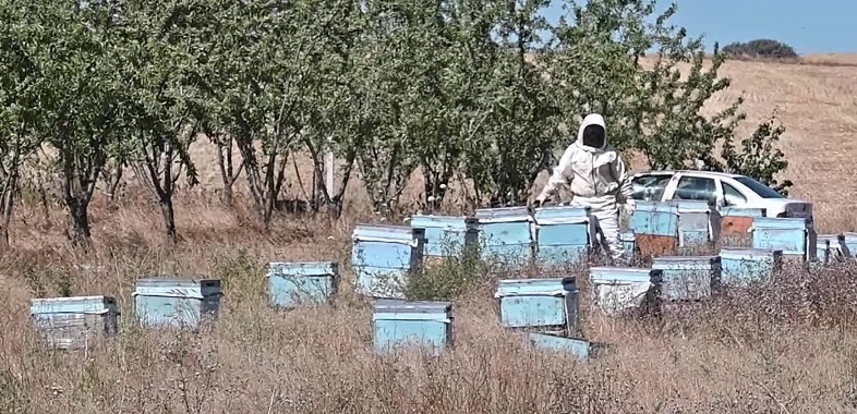 Yozgat'ta bal hasadına bu yıl erken başlandı