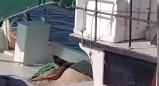 Sinop'ta bir balıkçı teknesinde su samuru görüntülendi