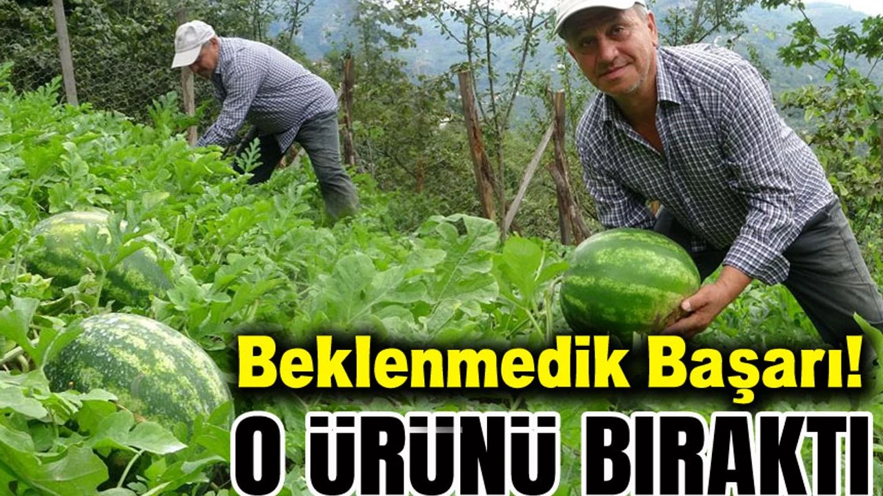 Giresunlu Üretici Fındık Bahçesinde Karpuz Yetiştirdi!