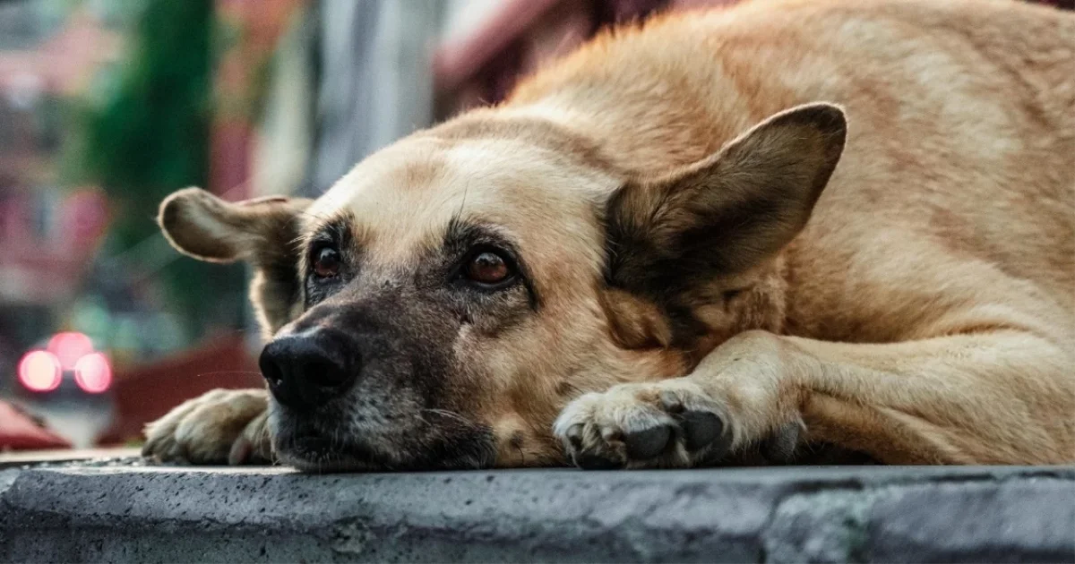 Altındağ'da ne oldu? Ankara-Altındağ'da köpeklerin vahşice öldürüldüğü ortaya çıktı!