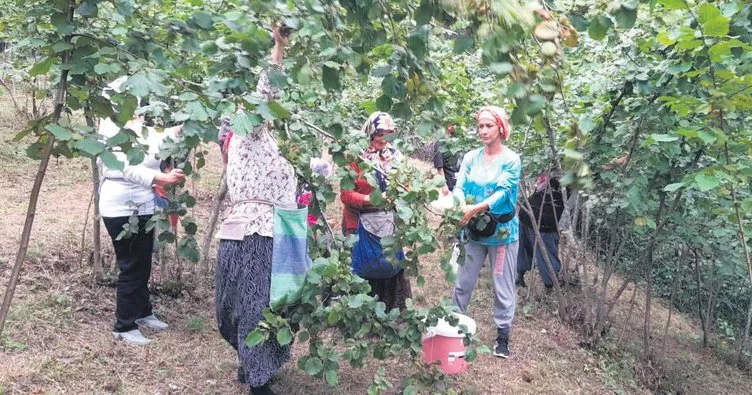 Fındık fiyatını duyan bahçeye koştu