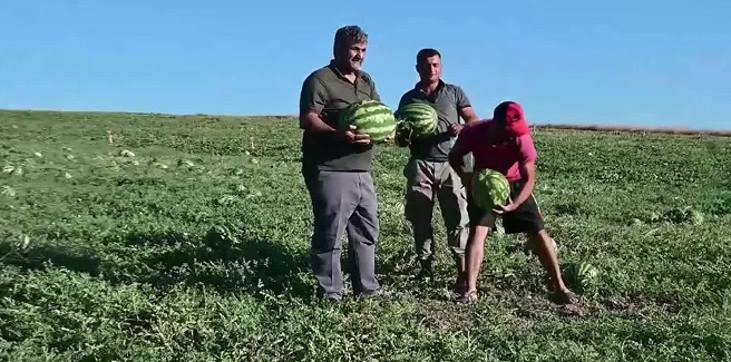 Yozgat’ta kavun-karpuz yetiştiricisi girdi maliyetlerinden yakınıyor