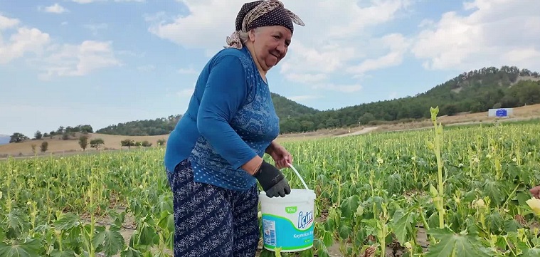 Bolu'da çiftçi, işçi maliyetleri yüksek olunca ürünlerini yarı fiyatına tarladan satışa başladı