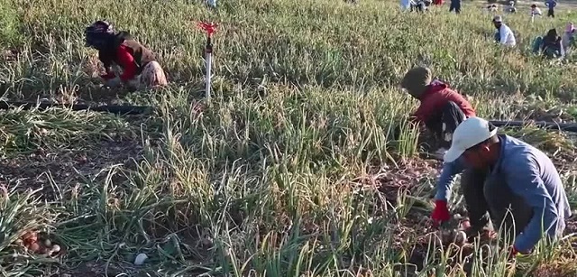 Yozgat’ta çiftçiler, maliyetleri bile karşılayamamaktan yakınıyor