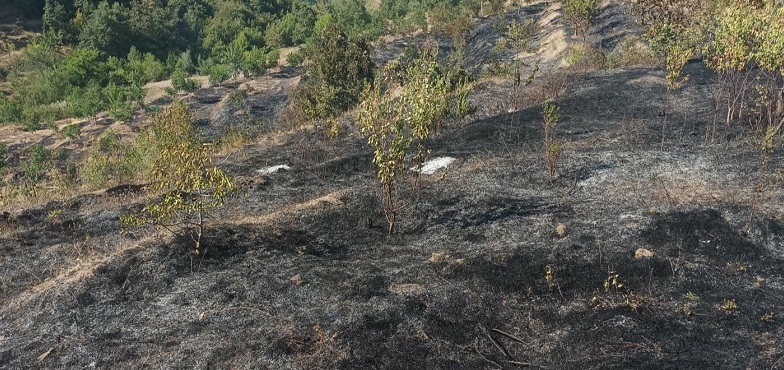Amasya'da çıkan yangında 10 dönüm meyve bahçesi zarar gördü