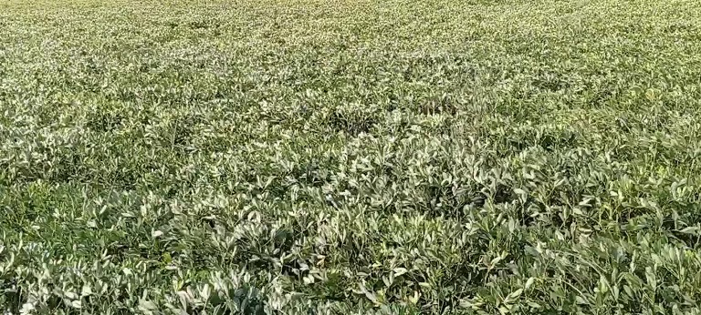 Fıstık hasadına başlayan Kadirlili çiftçi: ''Bu sene pek bir kazanç beklemiyoruz''