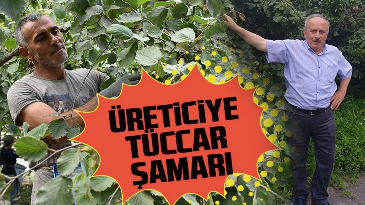 TMO’ya Fındığını Satamayan Üretici Özel Sektörün Kucağına İtiliyor