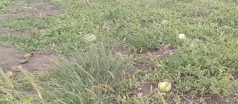 Çiftçinin satamadığı karpuzları kargalara yem oldu: ''Hem çiftçilikten hem de hayvancılıktan memnun değiliz''