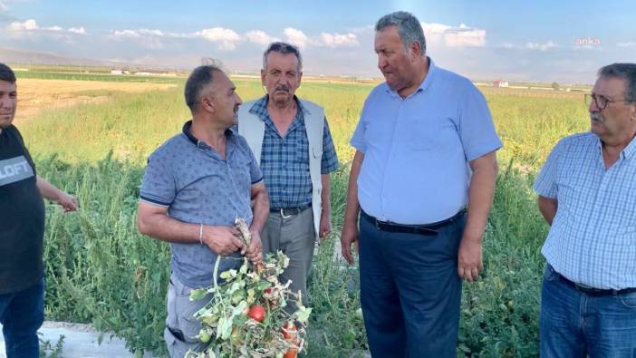 Niğde’de Domates Üreticileri Zor Durumda: 