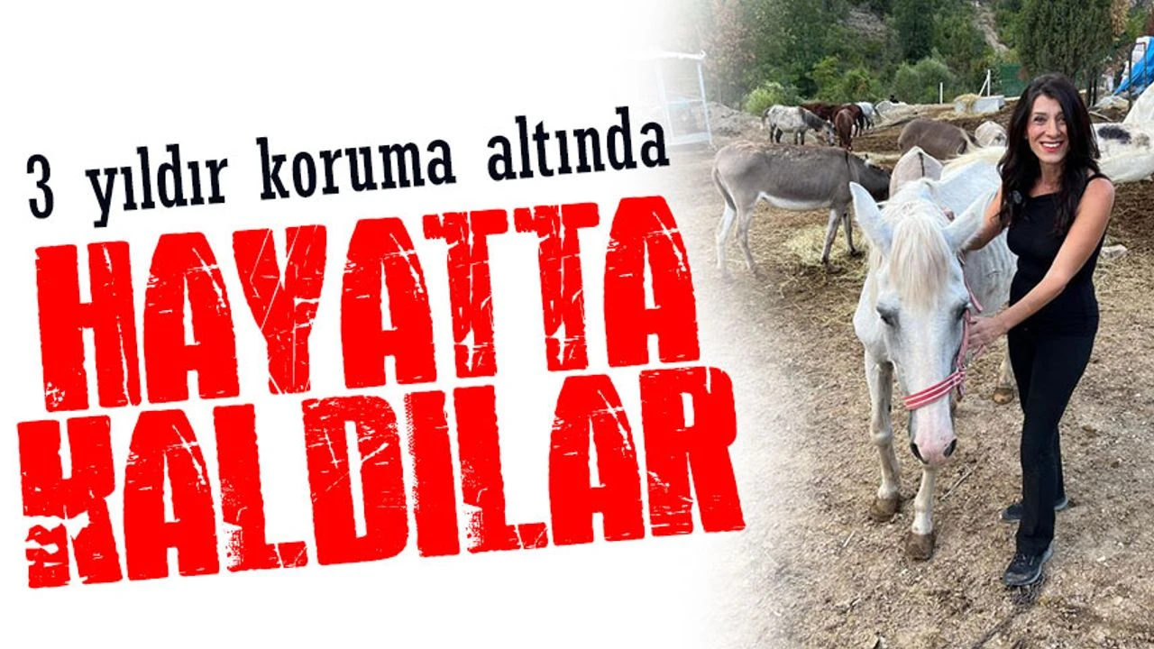 Artvin'de Kesilmekten Kurtarılan Atlar Üç Yıldır Koruma Altında
