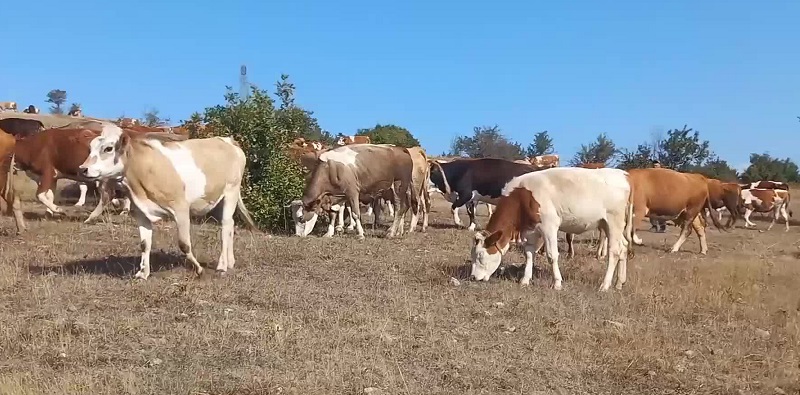 Samsun’da Köylülerden Enerji Projelerine Tepki: 