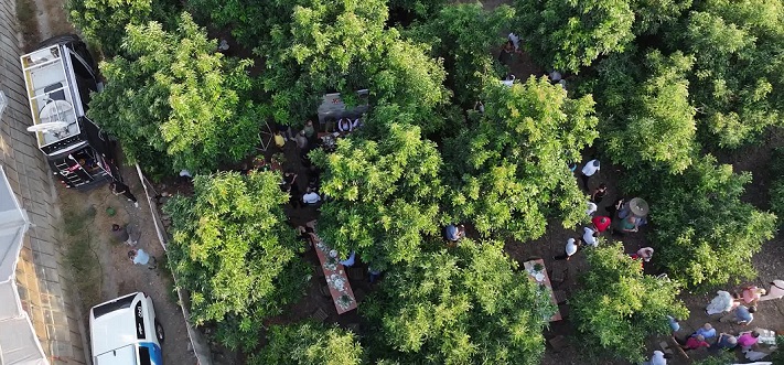Foodfest Antalya Gastronomi Festivali, Alanya'da avokado ve mango hasadı ile başladı