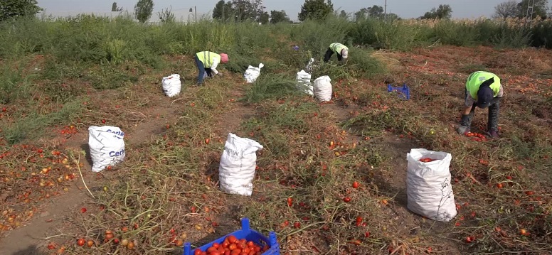 Balıkesir'de bir çiftçi, tarlada kalan domateslerini Büyükşehir Belediyesi aracılığıyla ihtiyaç sahiplerine bağışladı