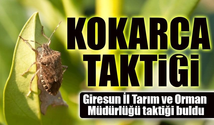 Giresun'da Kahverengi Kokarcaya Karşı 