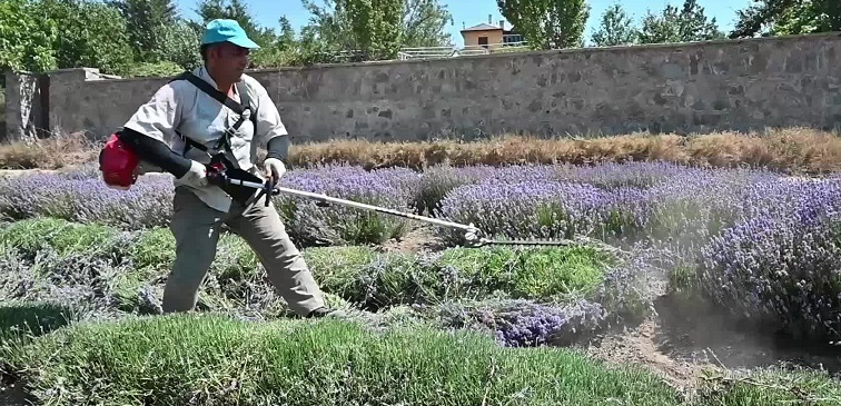 Yozgat’ta çiftçiler lavanta elde edilen yağ için pazar arıyor