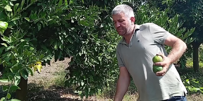 Mandalina üreticisi: 