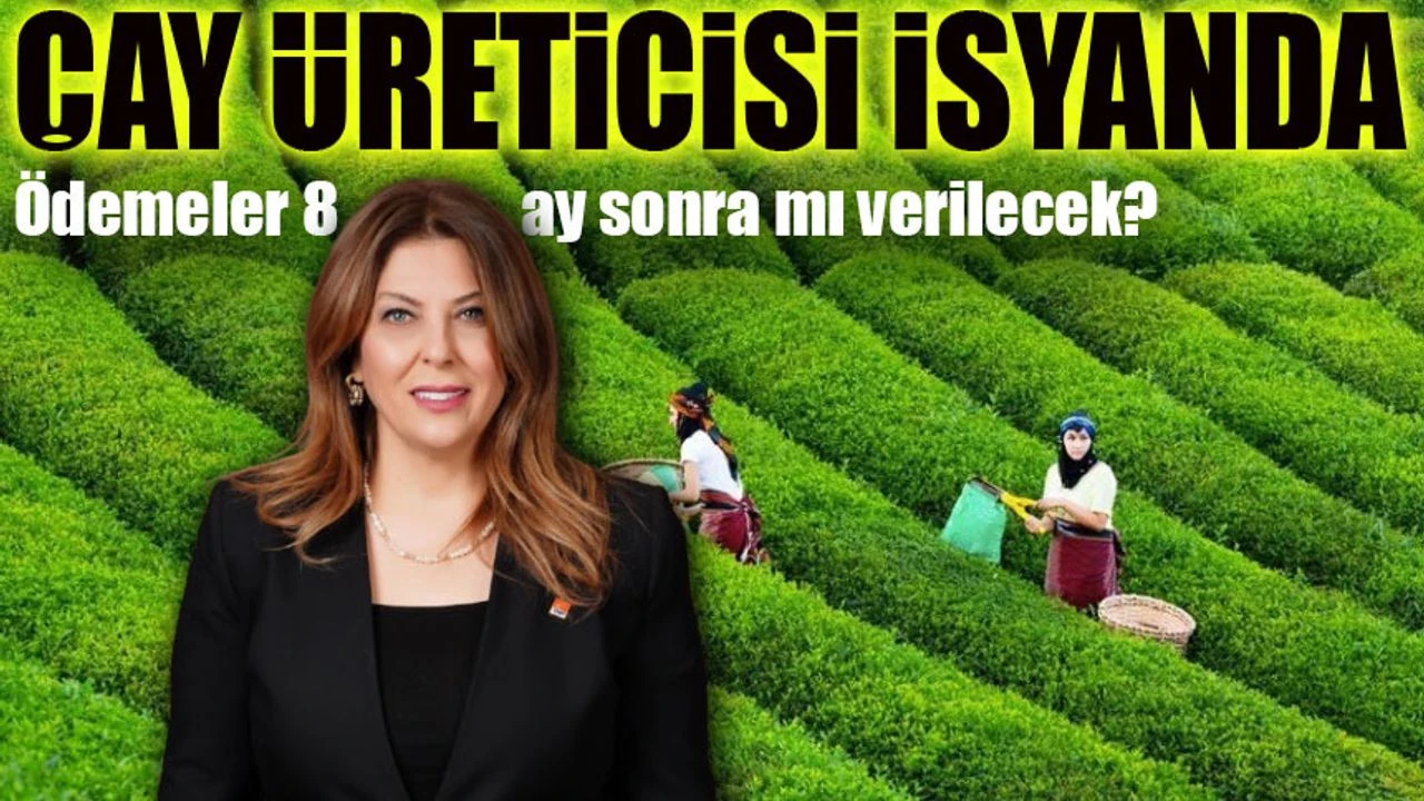 Çay Üreticisinin Dramı Bitmiyor: Hasat Şimdi, Ödemeler 8 Ay Sonra!