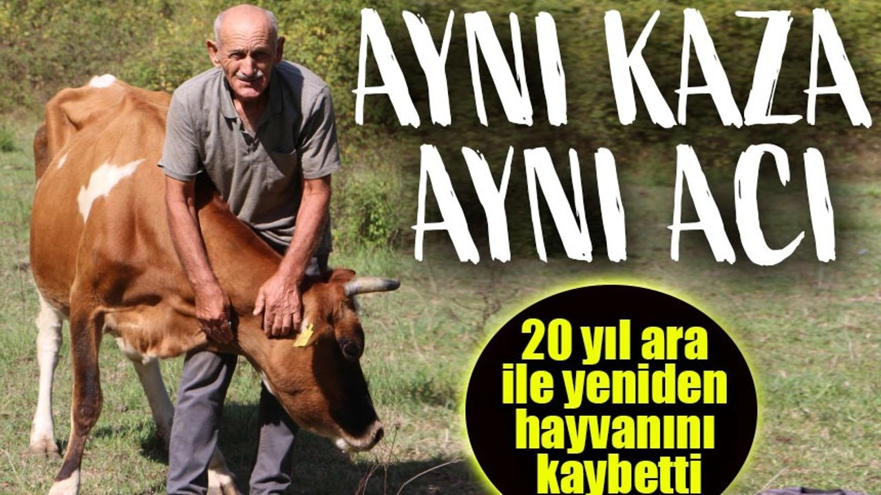 Samsun'da Elektrik Direği Faciası: 2 Büyükbaş Hayvan Akıma Kapıldı