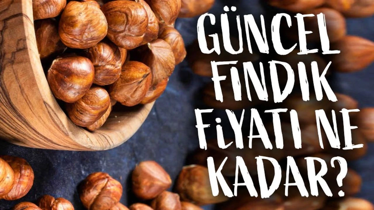 Trabzon'da Fındık Fiyatları Zirveye Ulaştı! TMO'nun Açıklamaları Üreticiler İçin Umut Veriyor
