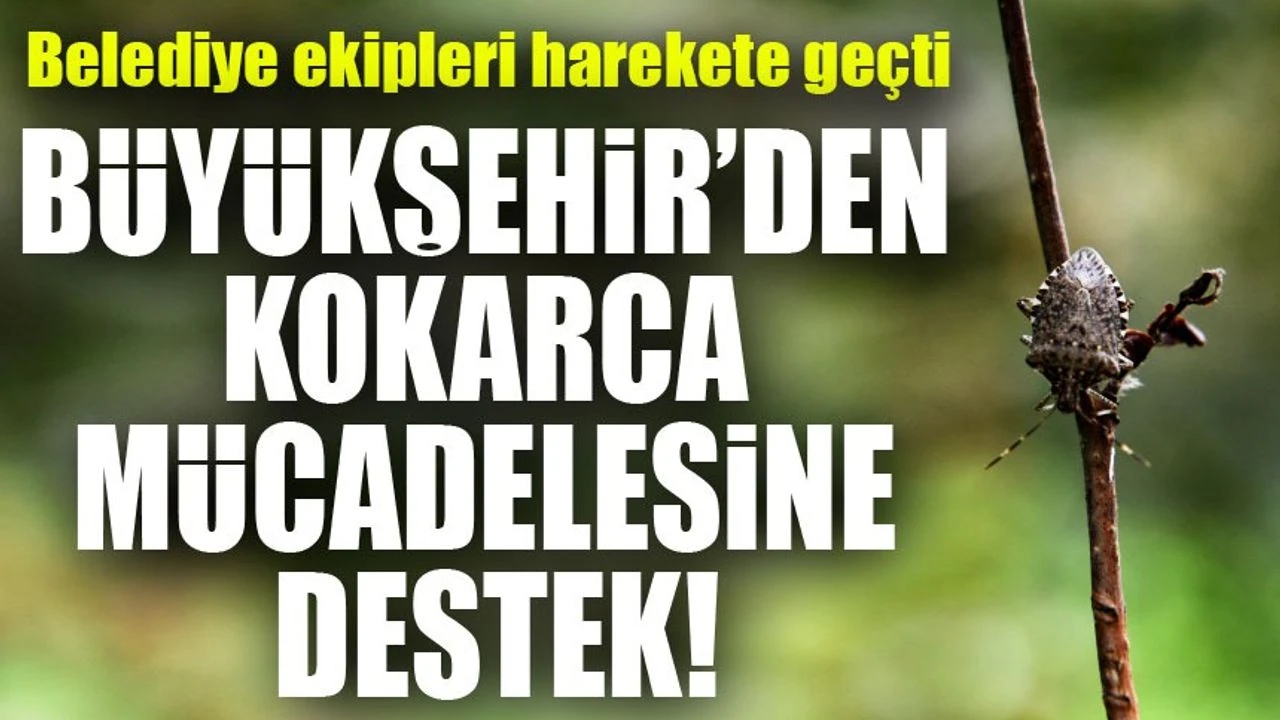 Trabzon Büyükşehir Belediyesi’nden Kahverengi Kokarcaya Karşı Yoğun Mücadele