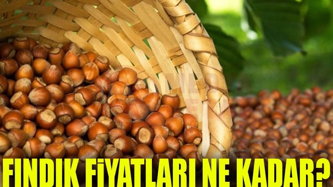 Karadeniz'de Fındık Fiyatları Tekrar Güncellendi: Kontrol Etmeden Satmayın!