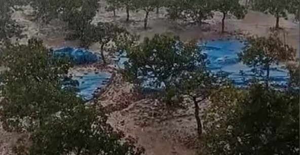 Şanlıurfa'da sağanak yağış... Yollar göle döndü, fıstık ağaçları zarar gördü