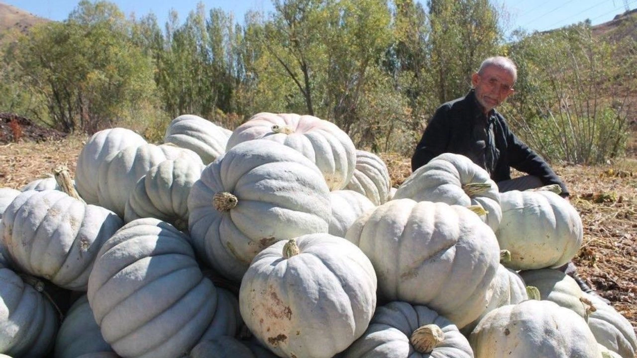 Bayburt'un Organik Bal Kabağı Sofralara Geliyor