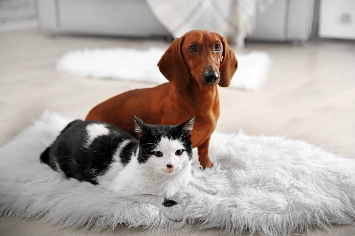 Kedi ve Köpeğinizin Sağlığını Korumak İçin Altın Öneriler