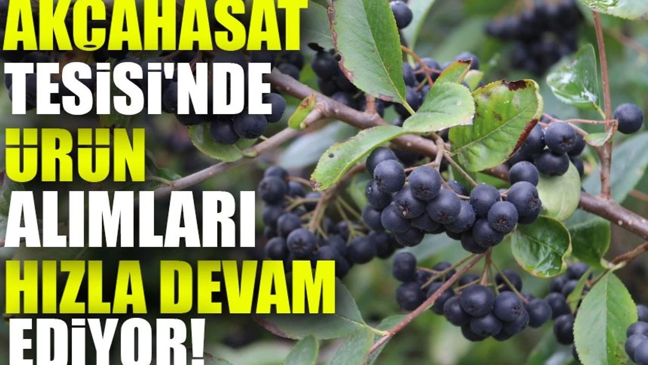 Akçahasat Tesisi'nde Ürün Alımları Hızla Devam Ediyor!