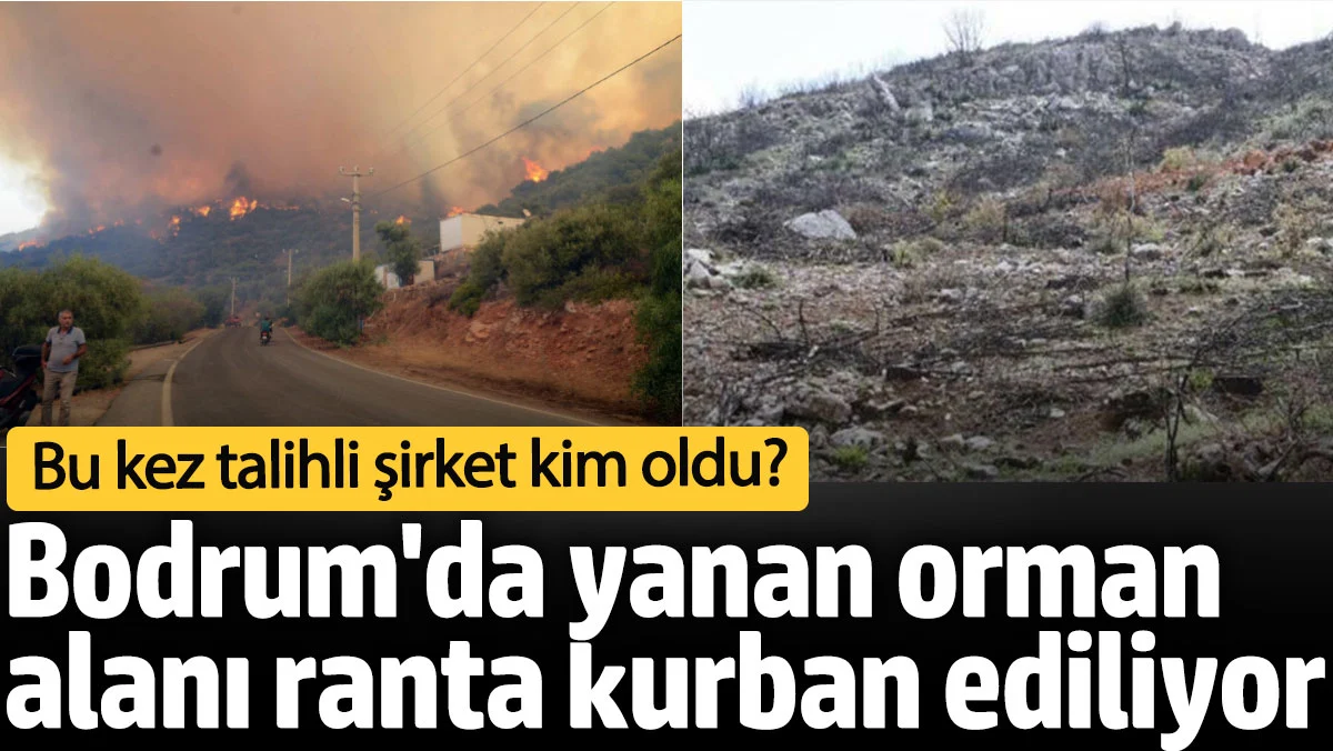Bodrum'da yanan orman alanı ranta kurban ediliyor! Bu kez talihli şirket kim oldu?
