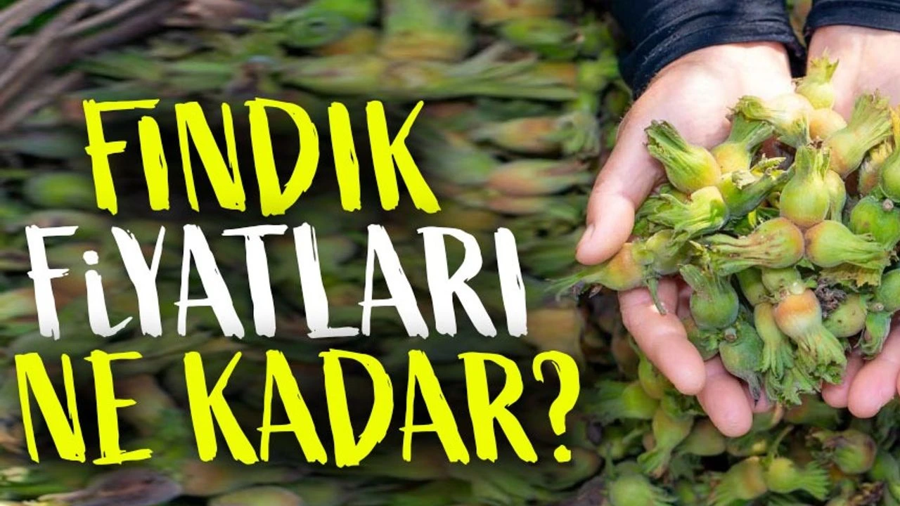 Fındık Fiyatları Yükselişte: Giresun’da Piyasalarda Son Durum