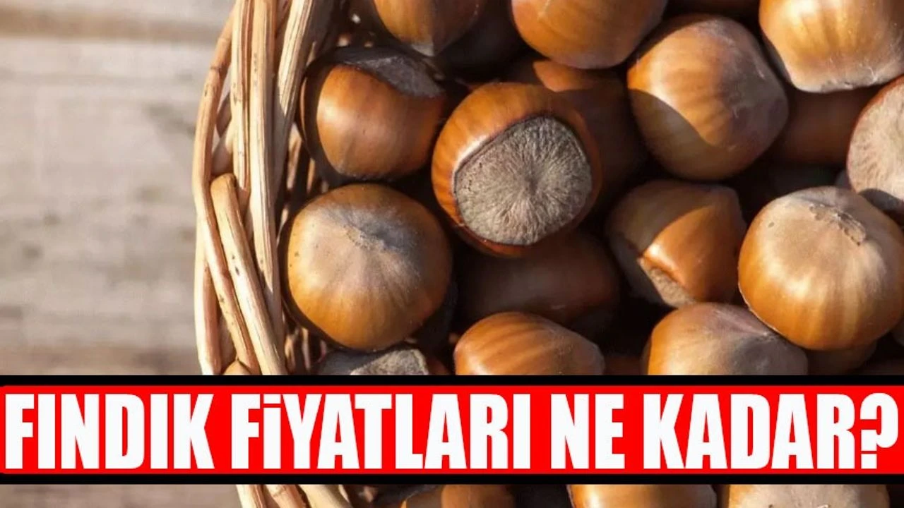 Fındık Fiyatı Yükseliş Eğiliminde!