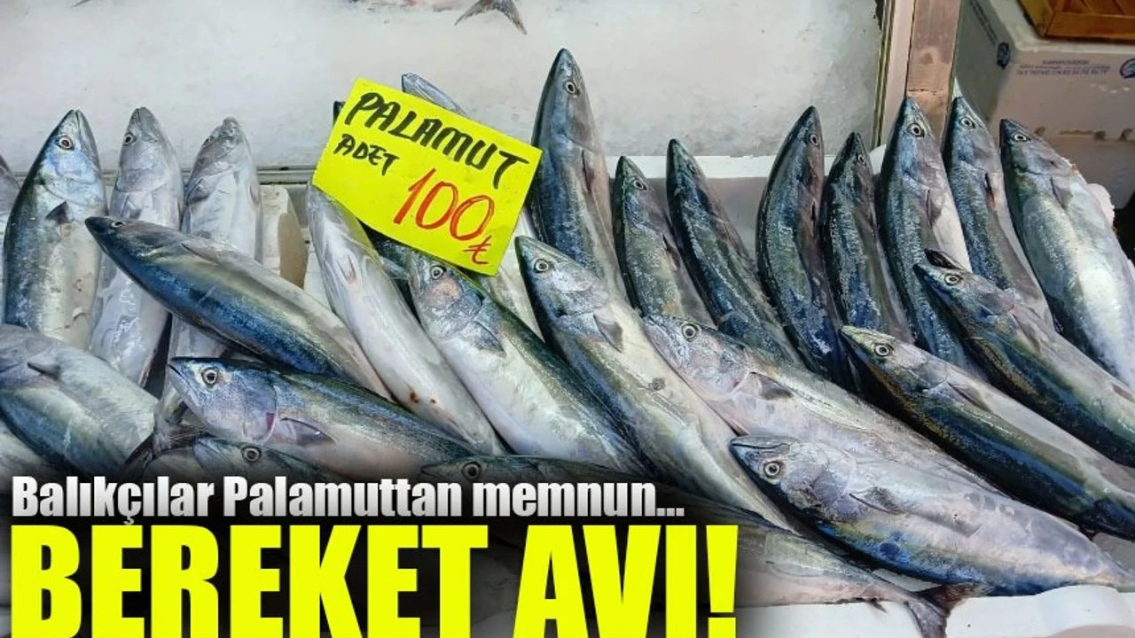 Giresunlu Balıkçılar Palamut Bereketinden Memnun