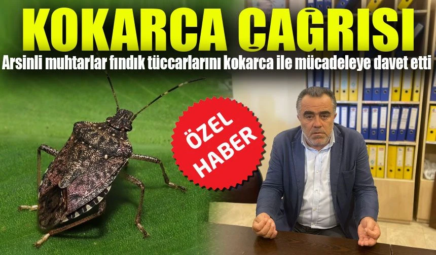 Arsinli Muhtarlardan Fındık Tüccarlarına Kokarca Mücadelesi Çağrısı: 