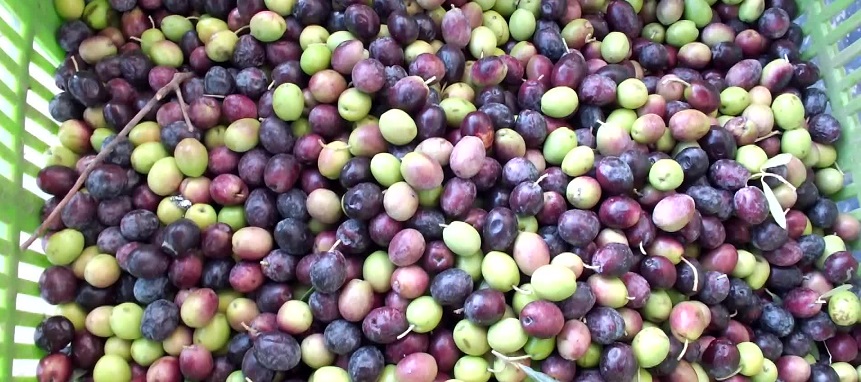 Burhaniye'de zeytin hasadı buruk başladı