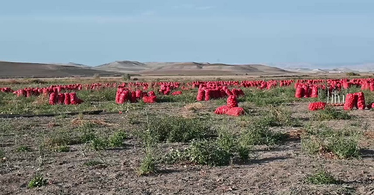 Yozgat’ta tarlada satılamayan soğan depolara kaldırılıyor