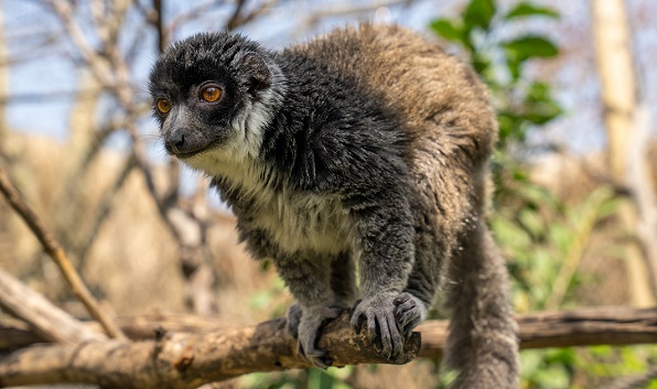 FYZoo, Dünya Lemur Günü’nde Lemurların Korunmasına Dikkat Çekiyor!