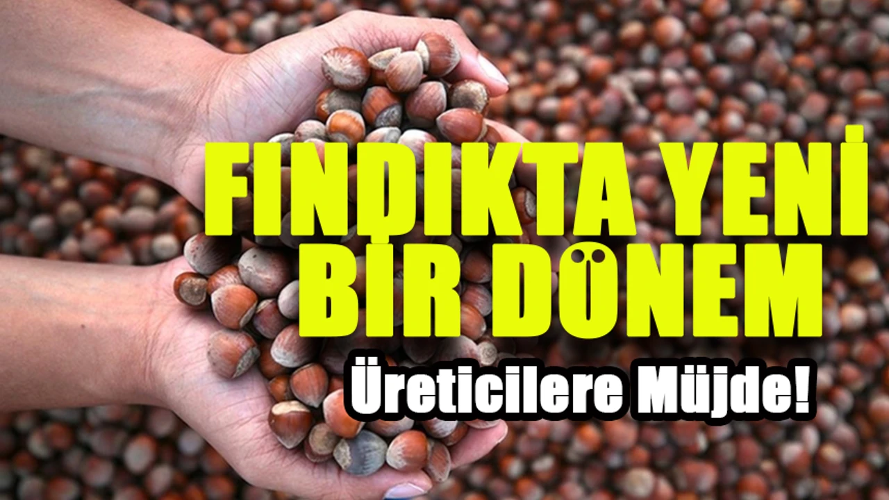 Trabzonlu üreticilere güzel haber geldi: fındık fiyatları artış gösteriyor.