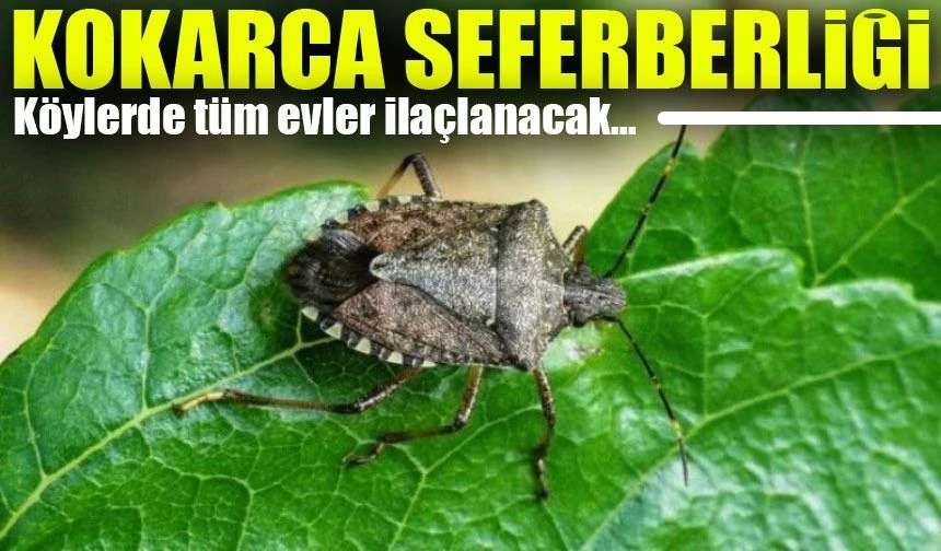 Tarım Bakanlığı’ndan Kokarca Seferberliği: Köylerde Tüm Evler İlaçlanacak!