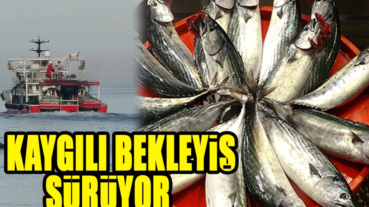 Karadeniz’de Hamsi Kaygısı: Balıkçılar Soğuk Havaları Bekliyor