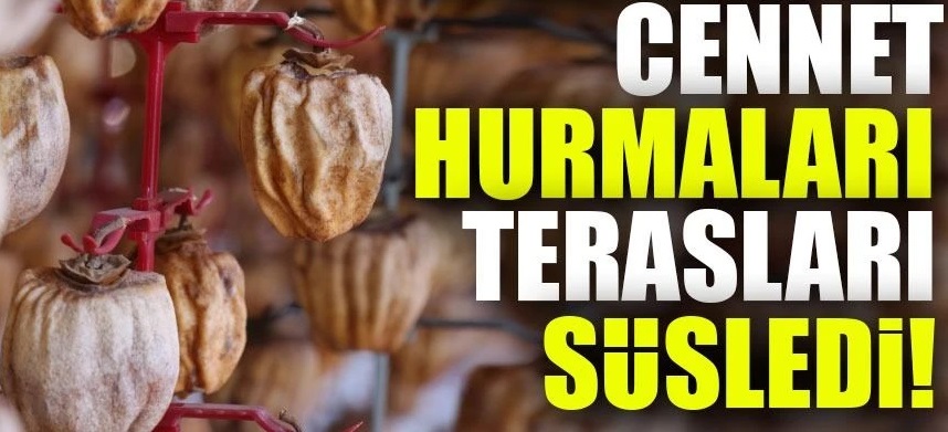 Denizli Honaz’da Cennet Hurması Hasadı Bereketli Geçiyor