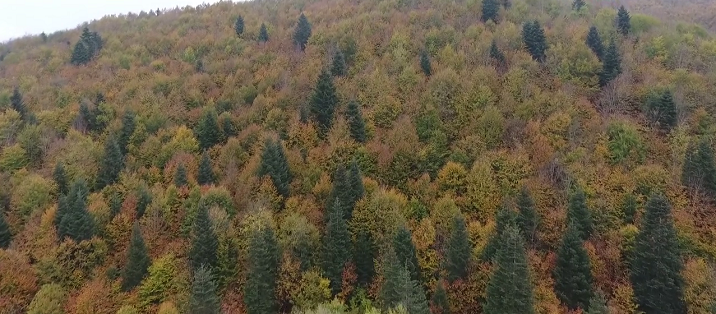 Sinop ormanlarında renk cümbüşü