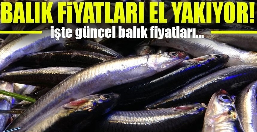Trabzon’da Balık Fiyatları Cep Yakıyor: Hamsi ve Palamutta Yüksek Fiyatlar Dikkat Çekiyor
