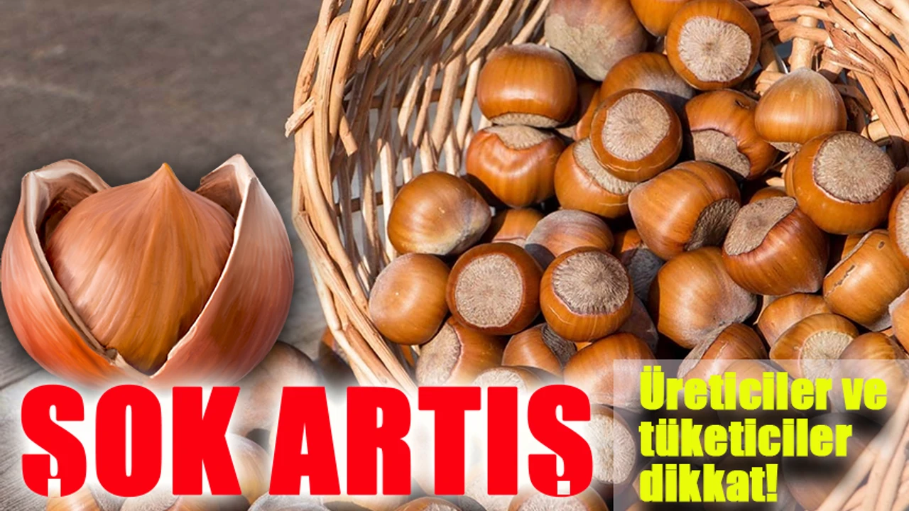 Fındık Fiyatlarında Şok Artış! Üreticiler ve Tüketiciler Dikkat!