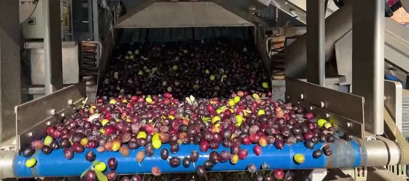 Somalı zeytinyağı üreticisi: 