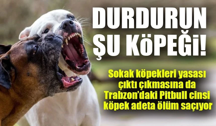 Trabzon’da Tehlike Saçan Pitbull İçin Acil Önlem Çağrısı
