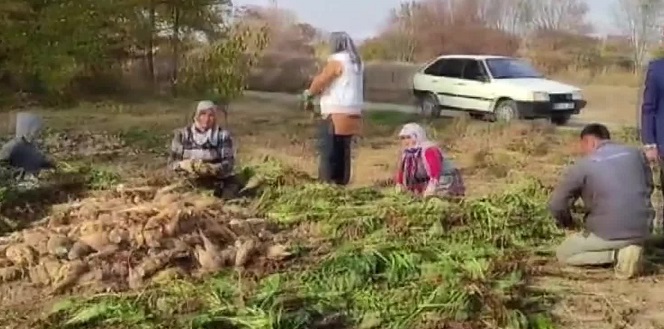 Iğdır'da şeker pancarı sökümü devam ediyor.