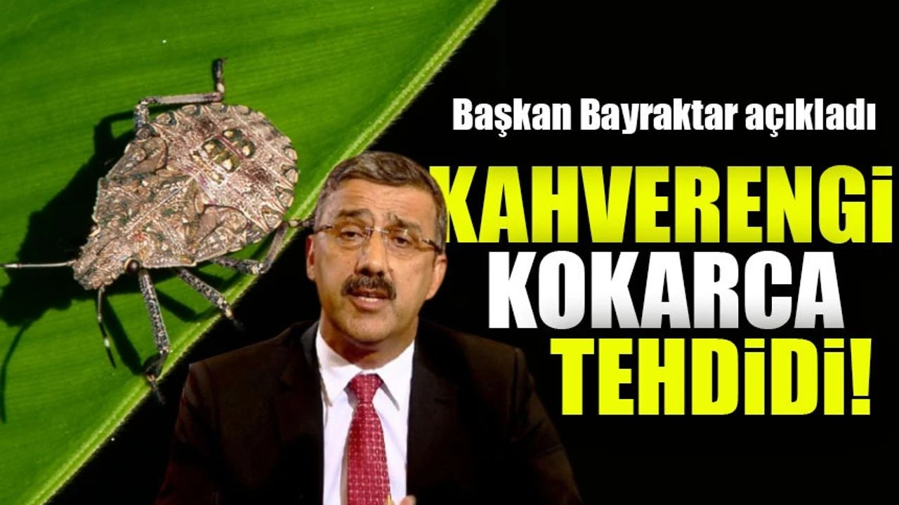 Kahverengi Kokarca Tehdidi: Topyekûn Mücadele Çağrısı!